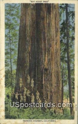 Boy Scout Tree - Redwood Highway, CA