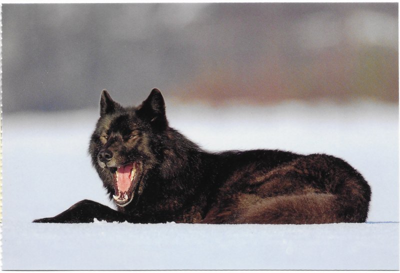 US Mendenhall Glacier - unused. Black Wolf (Romeo) on frozen Mendenhall Lake.