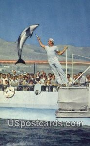 High Jumping Porpoise - Marineland of the Pacific, California CA  