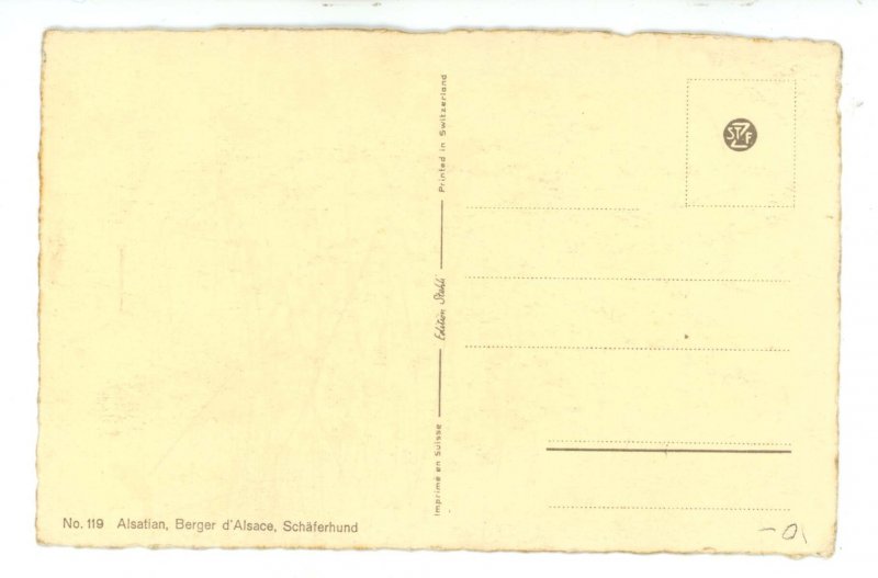 Dogs - Alsatian Wolfhound