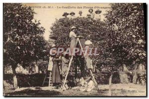 Old Postcard Vence Picking flowers & # 39orangers