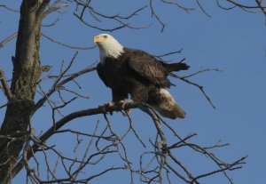 ozarkmountain postcards