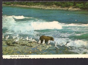 Alaskan Brown Bear BIN