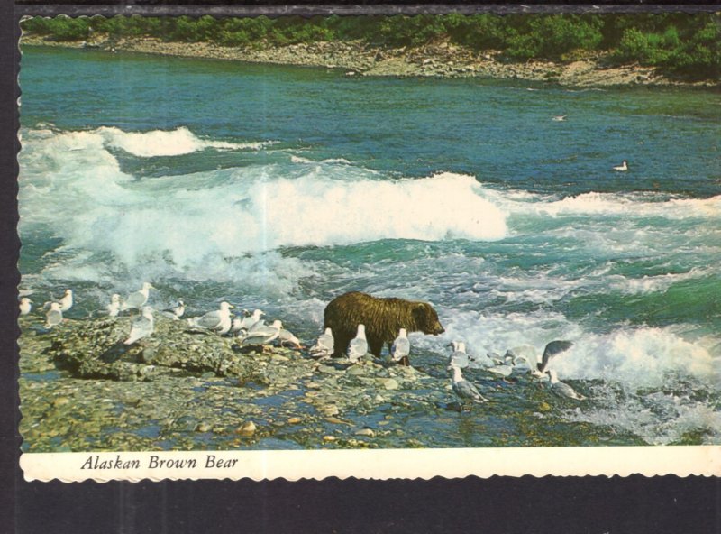 Alaskan Brown Bear BIN