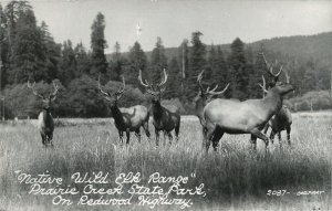 c1940 Native Wild Elk  Prairie Creek State Park on Redwood Highway RPPC Postcard