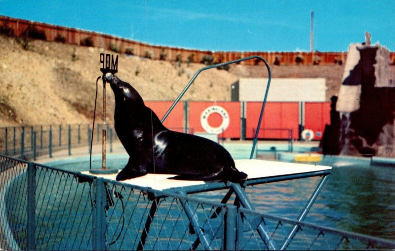 California Marineland Of The Pacific Sea Lion Si The Politician