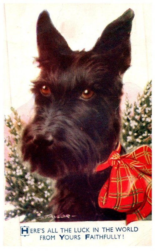 Dog  , with plaid bow,