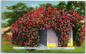 Postcard - The Colorful Rambling Rose, Cape Cod's Flower - Massachusetts