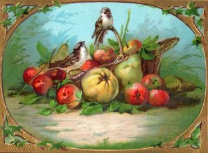 1870s-80s Embossed Birds Standing on Fruit Basket Victorian Trade Card F18