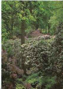 Wiltshire Postcard - The Rhododendron Walk - Bowood - Calne   AB598