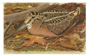 Birds - American Woodcock