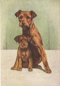\The Border Terrier dog\ Nice antique promotional postcard