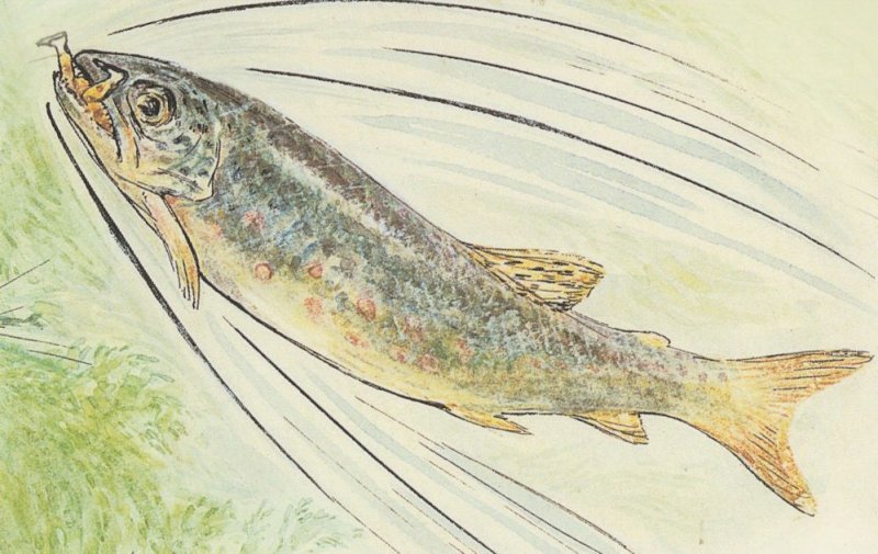 The Tale Of Jeremy Fisher Beatrix Potter Trout 1906 Book Postcard