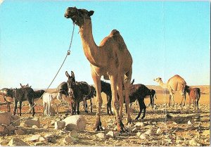 Desert Scene Israel Camels and Donkeys Vintage Postcard Continental View Card 
