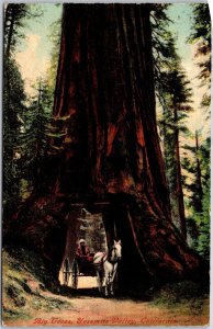 1911 CA-California, Big Trees Yosemitte Valley, Horse & Wagon, Vintage Postcard