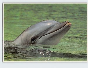 Postcard Hawaii Bottlenose Dolphin, Hawaii