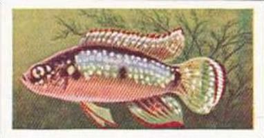 Mitchum Foods Vintage Trade Card Aquarium Fish 1957 2nd Series No 29 Jewel Fish