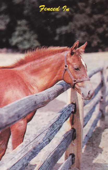 Horse Fenced In