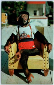 Postcard - Waiting For A Kiss, Chimpanzee at the Monkey Jungle - Miami, Florida