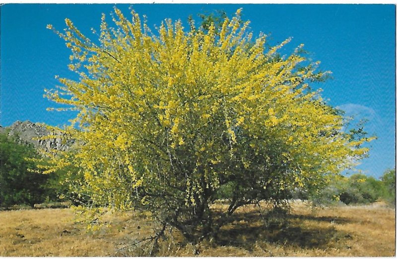 Foothill Palo Verde Tree Name Means Green Stick in Spanish Blooms in May