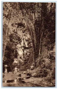 c1910 Trees People Scene Trinidad and Tobago Antique Unposted Postcard