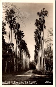 RPPC Avenue of Palms at Oldest Orange Grove St Augustine FL Vintage Postcard V62