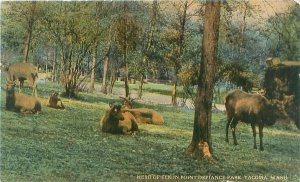 Postcard Tacoma Washington Pt Defiance Park Elk Herd Unused