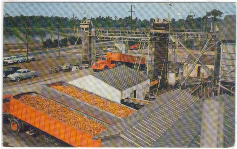 California - Orange  Processing Plant - Truck Loads -C - '50