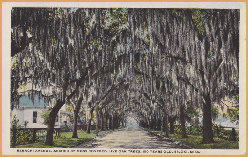 Biloxi, Miss., Benachi Ave. Arched by Moss covered Live Oak Trees - 1920