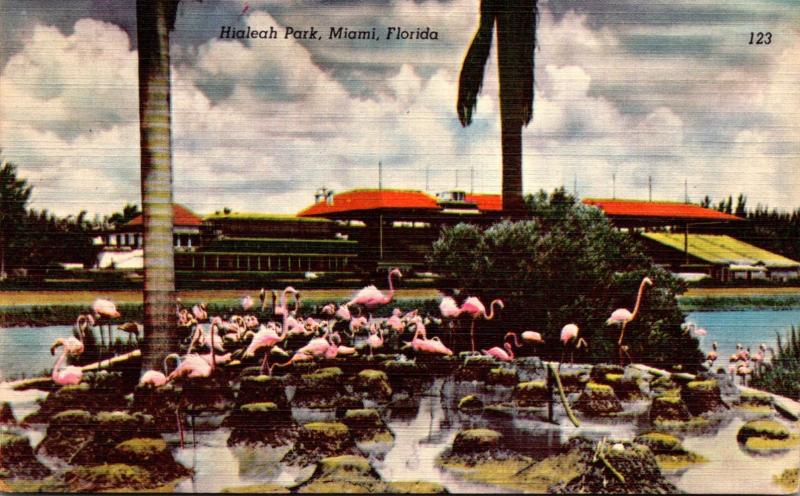 Florida Miami Hialeah Park Flamingos