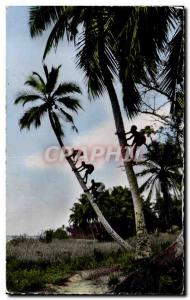 Modern Postcard Guinea Picking coconuts