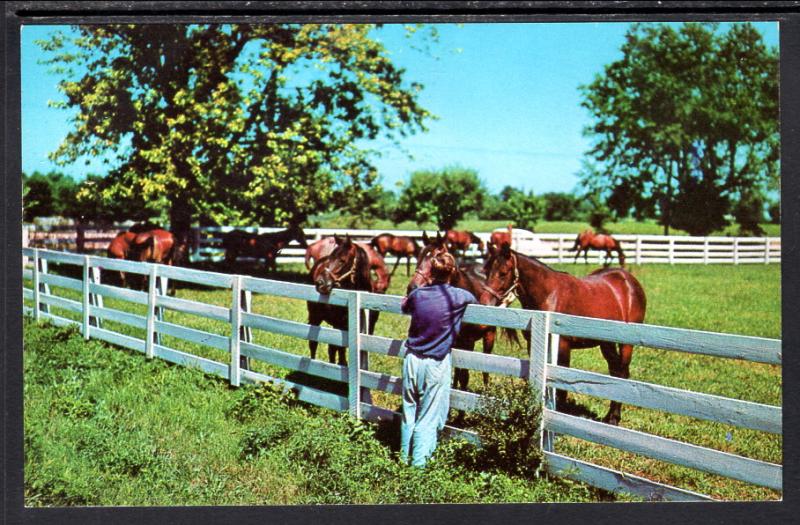 Horses,Blue Grass Horse Farm,Kentucky BIN