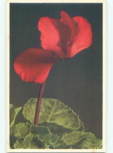 Very Old Foreign Postcard BEAUTIFUL FLOWERS SCENE AA4596