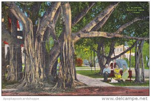 Florida Banyan Tree