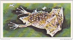 Brooke Bond Vintage Trade Card Wonders Of Wildlife 1976 No 29 Surinam Toad Hi...