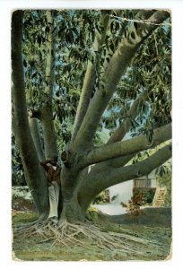 Puerto Rico - Hamilton. Rubber Tree ca 1910  *Paquebot*   (crease)