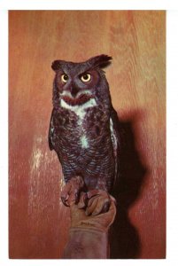 Birds - Great Horned Owl
