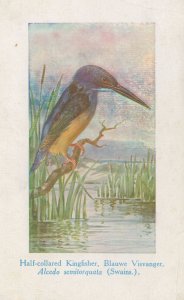 Half Collared Kingfisher Old Bird Postcard