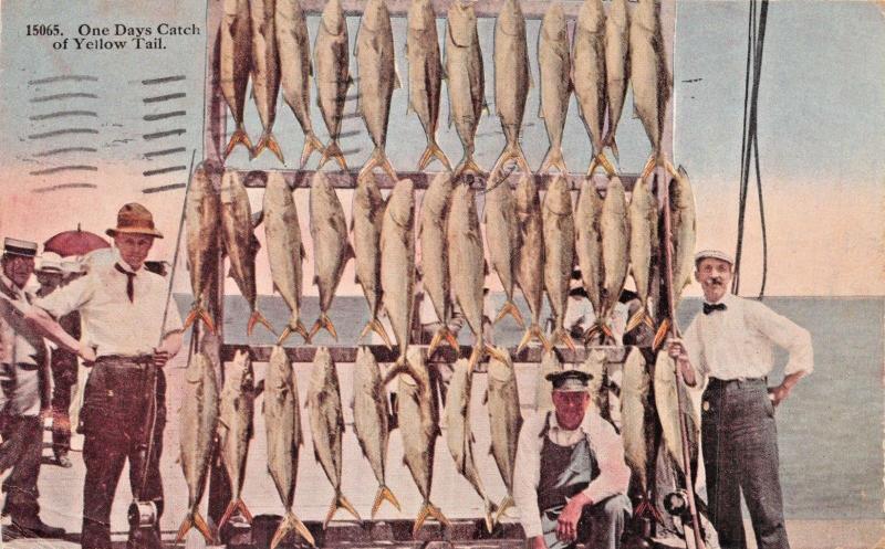 AVALON CALIFORNIA 1925 PSTMK~ONE DAYS CATCH YELLOW TAIL POSTCARD