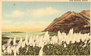 Cane Blossoms - Hawaii Linen Postcard