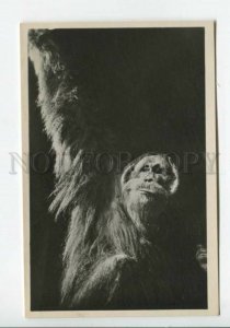 440275 GERMANY HAMBURG orangutan Carl Hagenbeck Tierpark ZOO PHOTO postcard