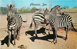 AZ, Phoenix, Arizona, Papaga Park, Zoo, Grant's Zebras, Dexter Press 6344-C