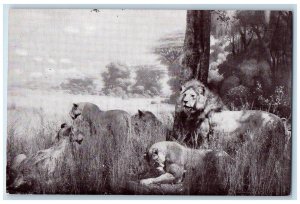 African Lion The American Museum Of Natural History New York NY Vintage Postcard