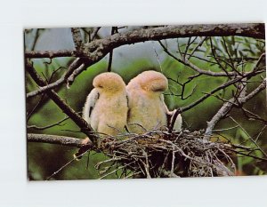 Postcard Baby Anhingas in the Everglades, Florida