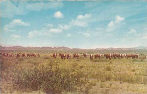 Nebraska North Platte Cattle Grazing On the Range In the Sandhills Of Western...