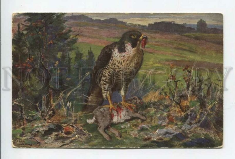 431851 O.V. Hare HUNT Bird FALCON Vintage #446 postcard