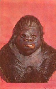 CIRCUS HALL OF FAME Gargantua The Great Gorilla Death Mask Odd Vintage Postcard