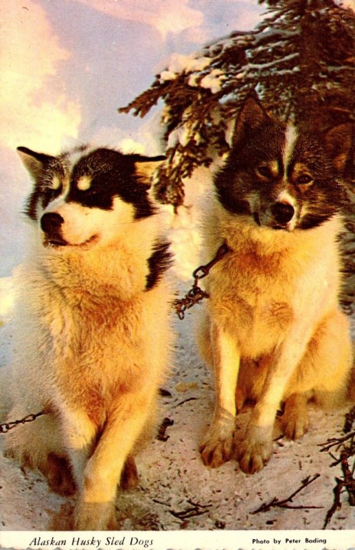 Alaska Alaskan Husky Sled Dogs