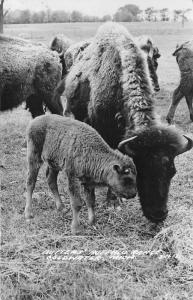 Coldwater Michigan~Butters Buffalo Ranch~Cow & Calf Grazing in Herd~1940s RPPC