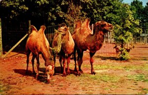 New York Catskill Game Farm Bactrian Camels From Asia